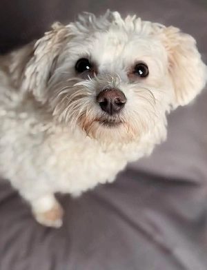 Süßer Fluffy sucht dringend ein Zuhause