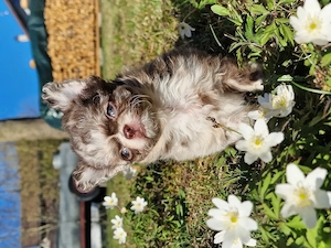 Chihuahua schoko Merle Langhaar 