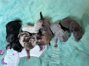 wunderschöne Prager Rattler Welpen in (verschiedewn Farben) Bild 4