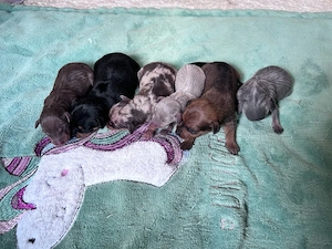 wunderschöne Prager Rattler Welpen in (verschiedewn Farben) Bild 2