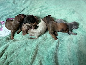 wunderschöne Prager Rattler Welpen in (verschiedewn Farben) Bild 5