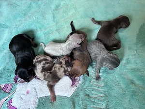 wunderschöne Prager Rattler Welpen in (verschiedewn Farben) Bild 6