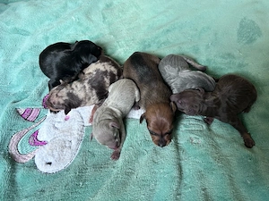 wunderschöne Prager Rattler Welpen in (verschiedewn Farben) Bild 3