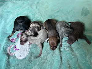wunderschöne Prager Rattler Welpen in (verschiedewn Farben)