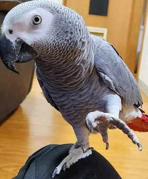 Graupapagei Pärchen