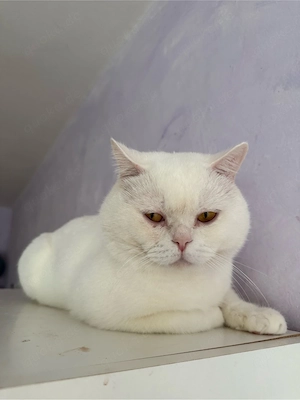 Außergewöhnlich schöner BKH Kater (3-4 Jahre) in Weiß Bild 5