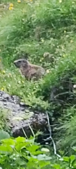 Landschaftsgärtner sucht nebentätikeit im Privatgarten in Augsburg u.umgebung 