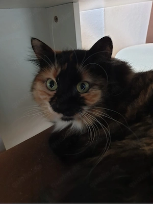 Katze zu verschenken