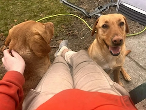 2,5J Labrador Rüde KINDERLIEB 25kg 50cm Ausreise nach Adoption BUNDESWEIT MÖGLICH