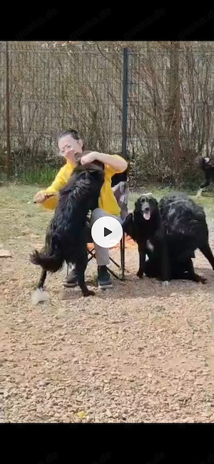 Collie kroat Schäferhund Rüden 9Mon AUS KROATIEN bundesweit ausreisebereit  Bild 8