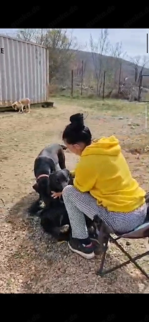 Collie kroat Schäferhund Rüden 9Mon AUS KROATIEN bundesweit ausreisebereit 