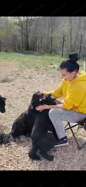 Collie kroat Schäferhund Rüden 9Mon AUS KROATIEN bundesweit ausreisebereit  Bild 9