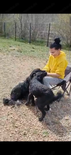 Collie kroat Schäferhund Rüden 9Mon AUS KROATIEN bundesweit ausreisebereit  Bild 6