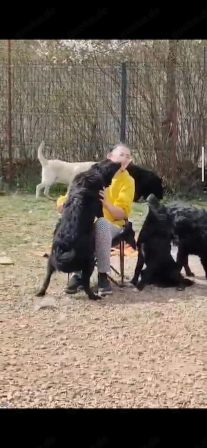 Collie kroat Schäferhund Rüden 9Mon AUS KROATIEN bundesweit ausreisebereit 