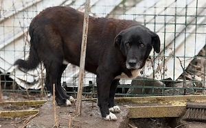 Mojo sucht ein emphatisches, liebevolles Zuhause!