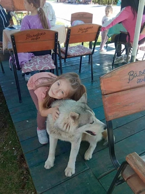 Heller Siberian Husky Rüde 3J KINDERLIEB Ausreise nach Adoption bundesweit möglich Bild 10