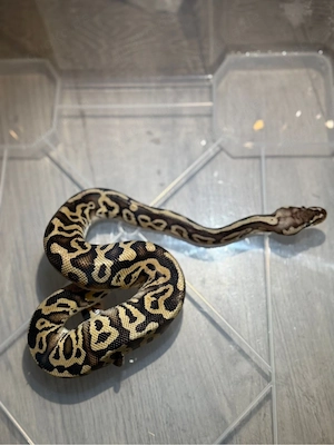 königspythons bestandsaufgabe