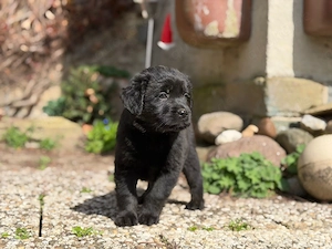 Labrador Labernese Mix Welpen ab Sfort abzugeben Hündin