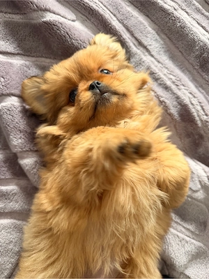 Süße Shih-Tzu   Pekingese Mix Hündin (10 Wochen) sucht Herzensplatz