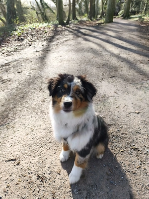 Mini Australien Shepherd 6 Monate 