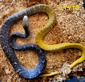 1,2 Yellow Tail Cribos, Drymarchon corais, ENZ 2025