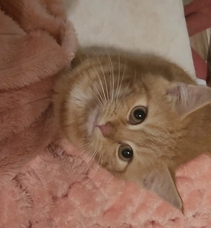 Rote Katerchen suchen ein Zuhause 