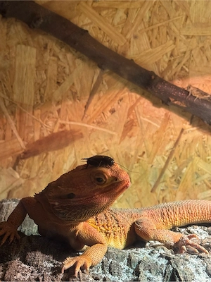 Bartagame mänchen (für zucht geignet)