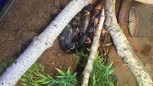 Amurnattern abzugeben 