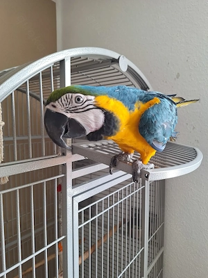 Ara Papagei abzugeben 