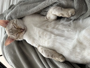 Snow Lynx bengal Kater  Bild 4