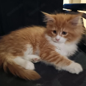 Maine Coon Mix Kitten Kater  Bild 3