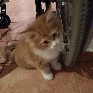 Maine Coon Mix Kitten Kater  Bild 2