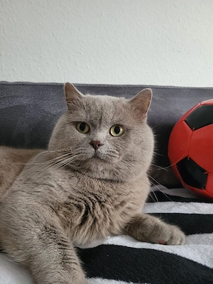 Puschkin bkh lilac deckkater (kein Verkauf) Bild 2