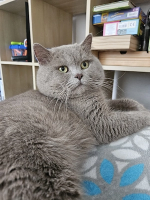 Puschkin bkh lilac deckkater (kein Verkauf) Bild 1