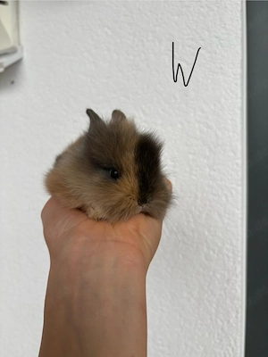 Zwergkaninchen Babys Farbenzwerge Minilops Bild 9