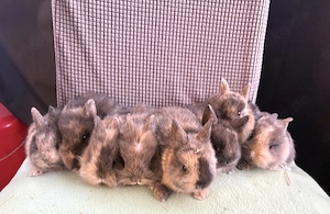 Kleine süße Zwergkaninchen Babys Löwenköpfchen 