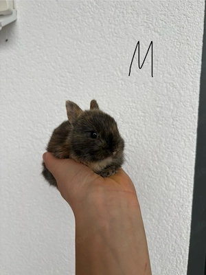 Zwergkaninchen Babys Farbenzwerge Minilops Bild 10