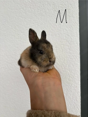 Zwergkaninchen Babys Farbenzwerge Minilops Bild 8