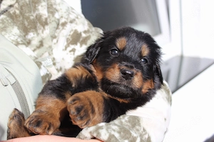 Hovawart Welpen aus Hobbyzucht mit Papieren 