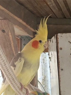 nymphensittich weiblich