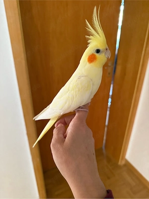 nymphensittich weiblich