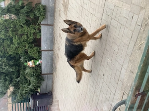 Schäferhündin mit roten Papieren  Bild 3