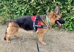 Schäferhündin mit roten Papieren 