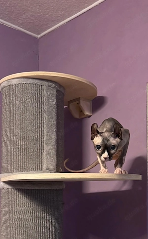 katze 2 jahre alt  (Sphynx)