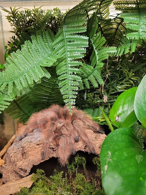 Vogelspinne 0.1 Nhandu tripepii