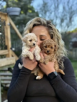 Maltipoo-Welpen abzugeben