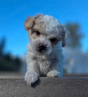 Maltipoo-Welpen abzugeben