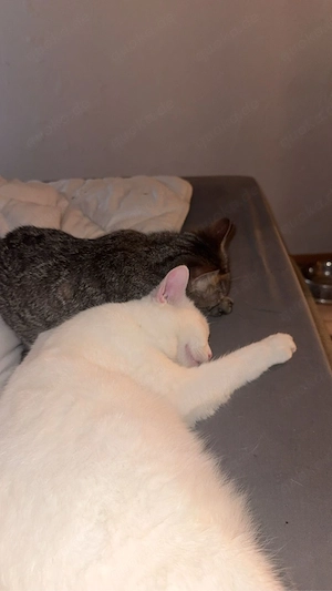 2 Katzen zum abgeben 