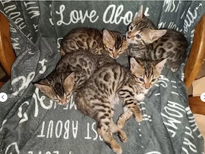 Wunderschöne Stammbaum-Bengal Kitten 