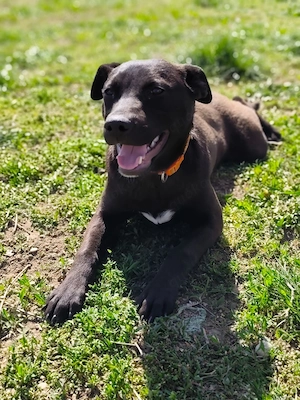 *SOPHIE* - Eine liebe, verträgliche, temperamentvolle Hündin, die die Menschennähe sehr schätzt